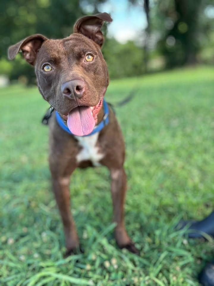 Dre, ADOPTABLE, Adult Male Mixed Breed.