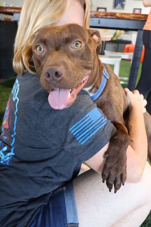 Enlarge Dre, a ADOPTABLE mixed breed in Huntsville, AL image 3/6
