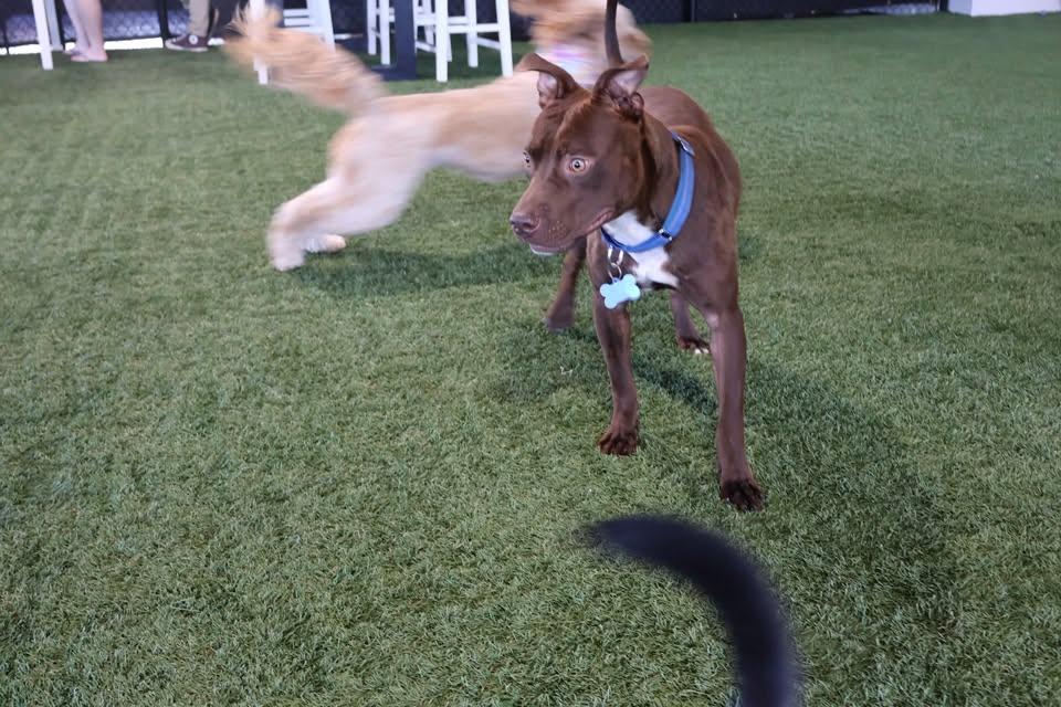 Enlarge Dre, a ADOPTABLE mixed breed in Huntsville, AL image 6/6