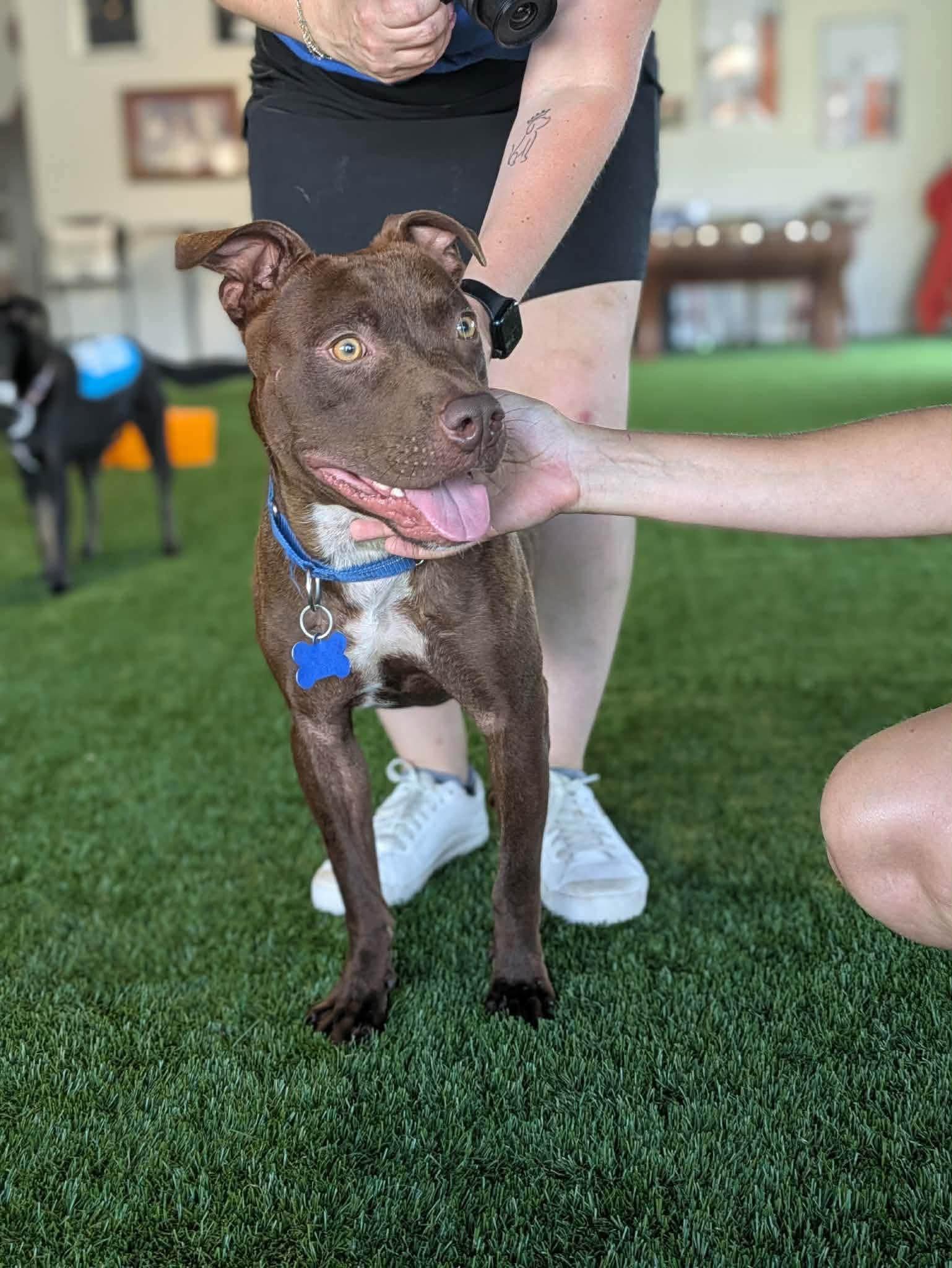 Enlarge Dre, a ADOPTABLE mixed breed in Huntsville, AL image 2/6