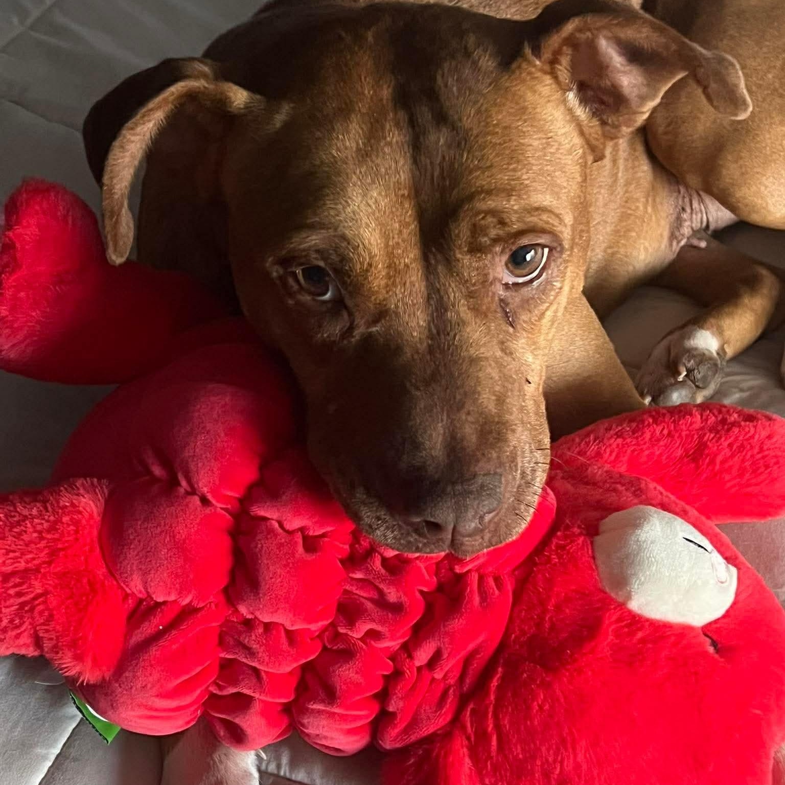 Enlarge Ginger, a Adoptable Mixed Breed in Litchfield, MN image 2/5