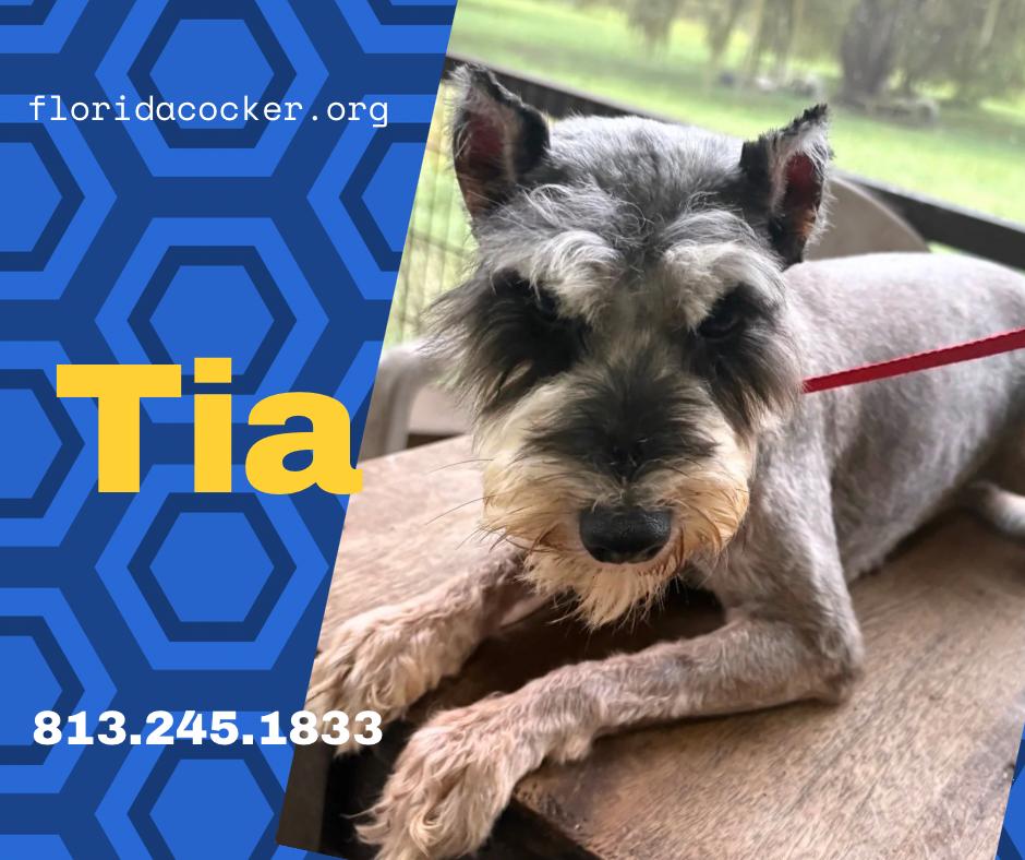 Tia, Adoptable, Adult Female Miniature Schnauzer.