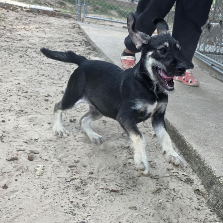Enlarge Schmidt, a Adoptable mixed breed in Tyler, TX image 1/5