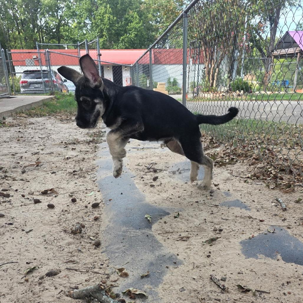 Enlarge Schmidt, a Adoptable mixed breed in Tyler, TX image 2/5