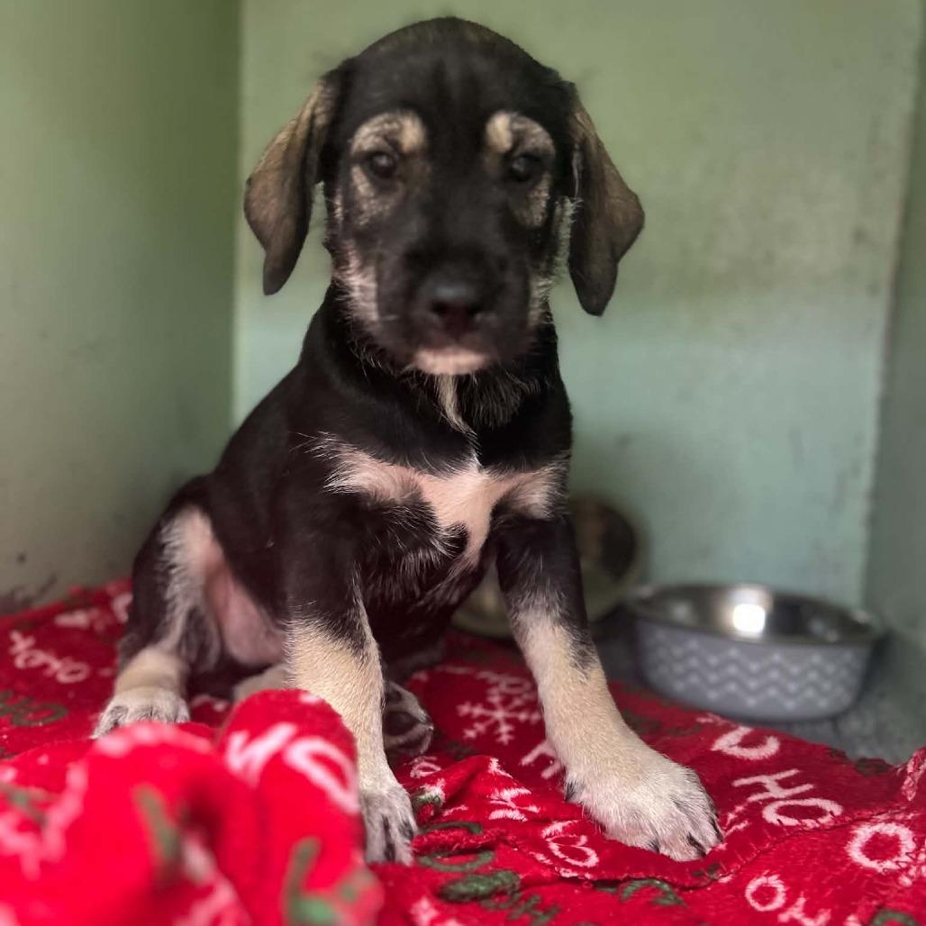 Enlarge Schmidt, a Adoptable mixed breed in Tyler, TX image 3/5