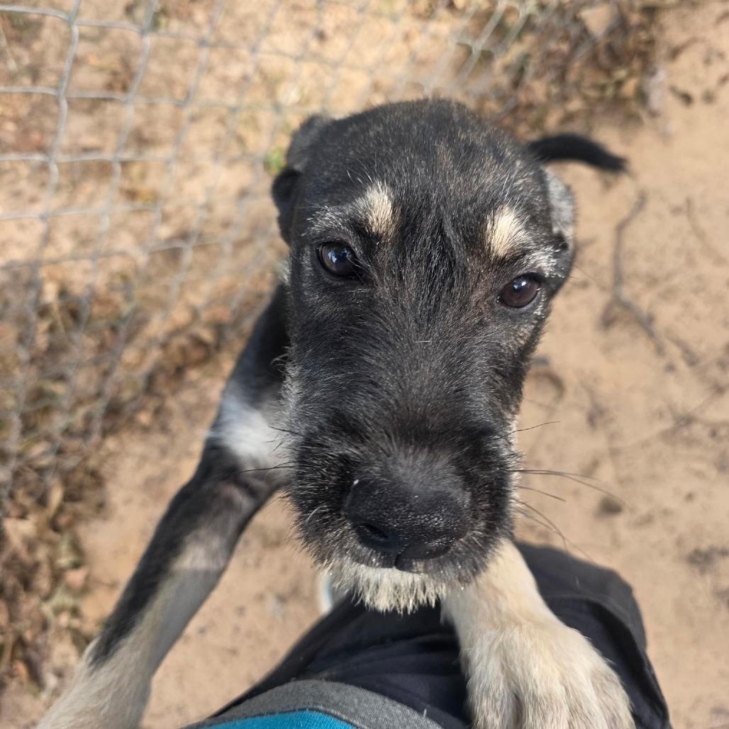 Enlarge Schmidt, a Adoptable mixed breed in Tyler, TX image 4/5