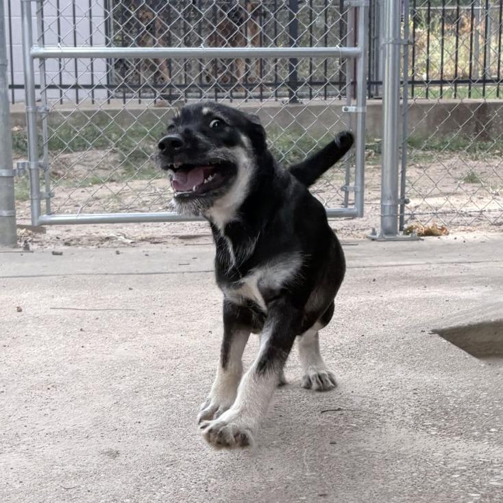 Enlarge Schmidt, a Adoptable mixed breed in Tyler, TX image 5/5
