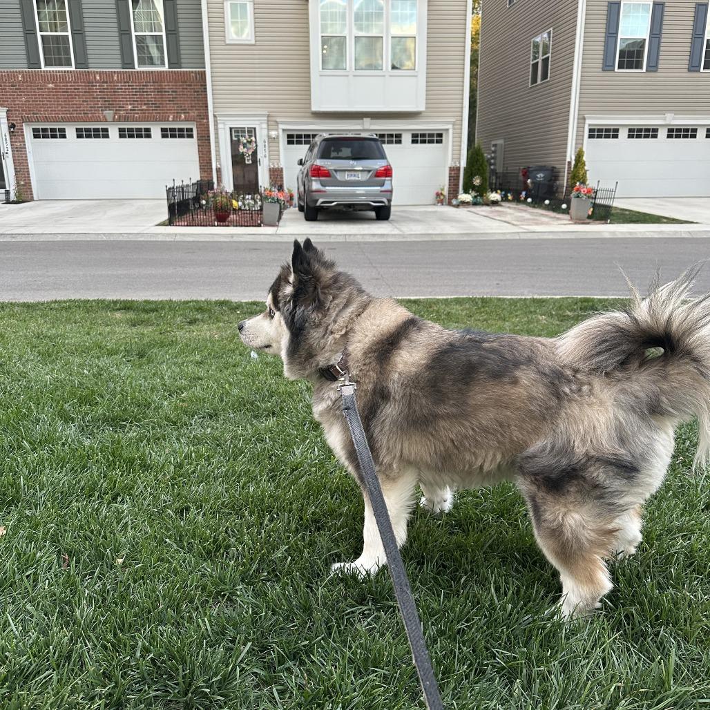 Lucky, Adoptable, Adult Male Husky & Pomeranian.