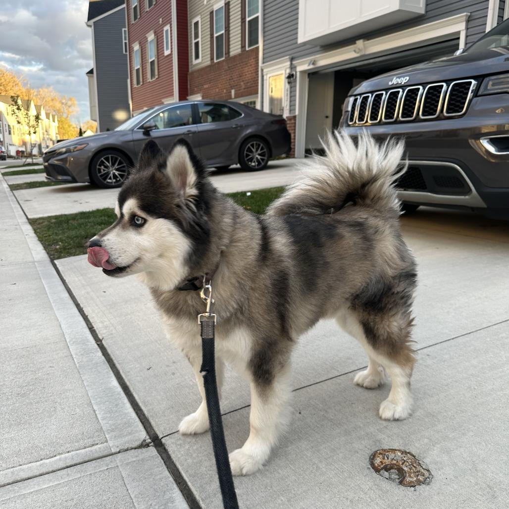 Enlarge Lucky, a Adoptable mixed breed in Columbus, OH image 2/3