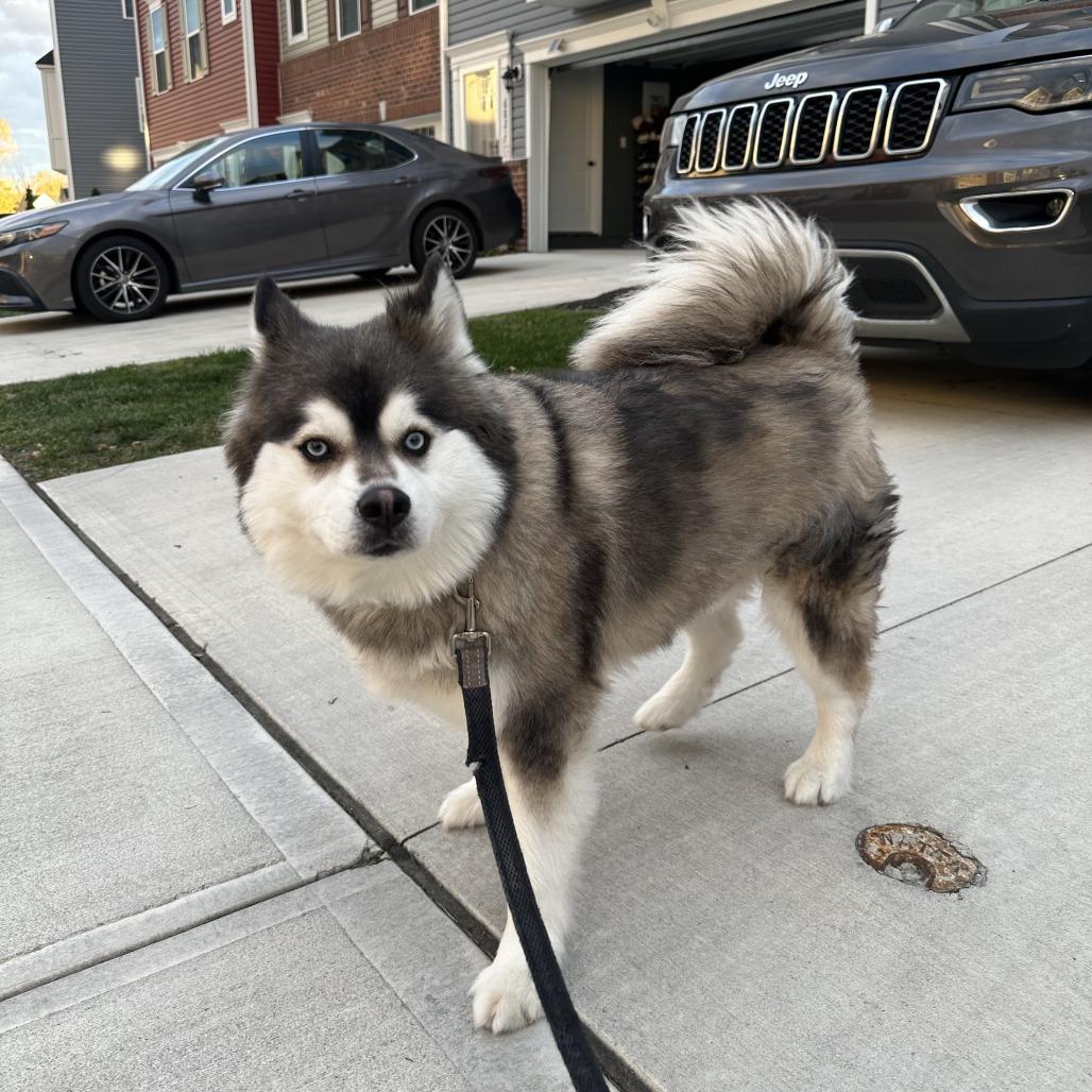 Enlarge Lucky, a Adoptable mixed breed in Columbus, OH image 3/3