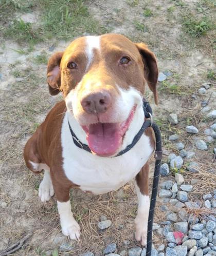 Dori, a Adoptable mixed breed in Atlanta, GA image 1/3