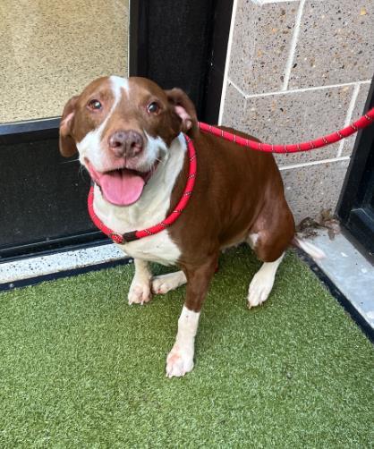 Dori, a Adoptable mixed breed in Atlanta, GA image 2/3