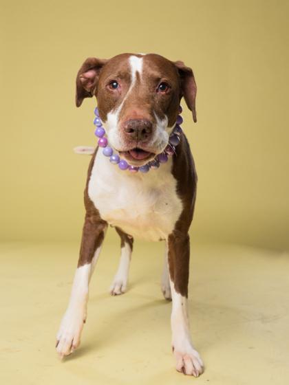 Dori, a Adoptable mixed breed in Atlanta, GA image 3/3