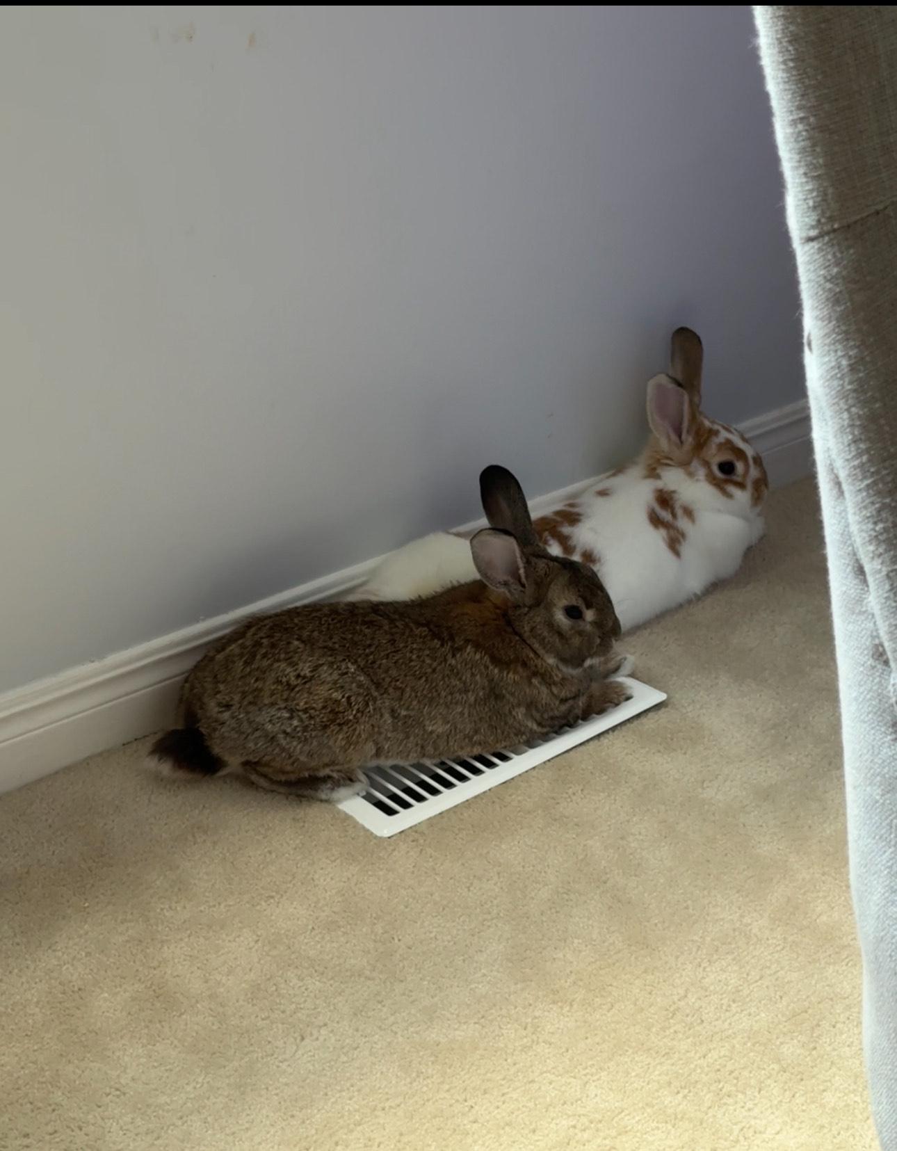 Nacho and Cheese (Bonded)