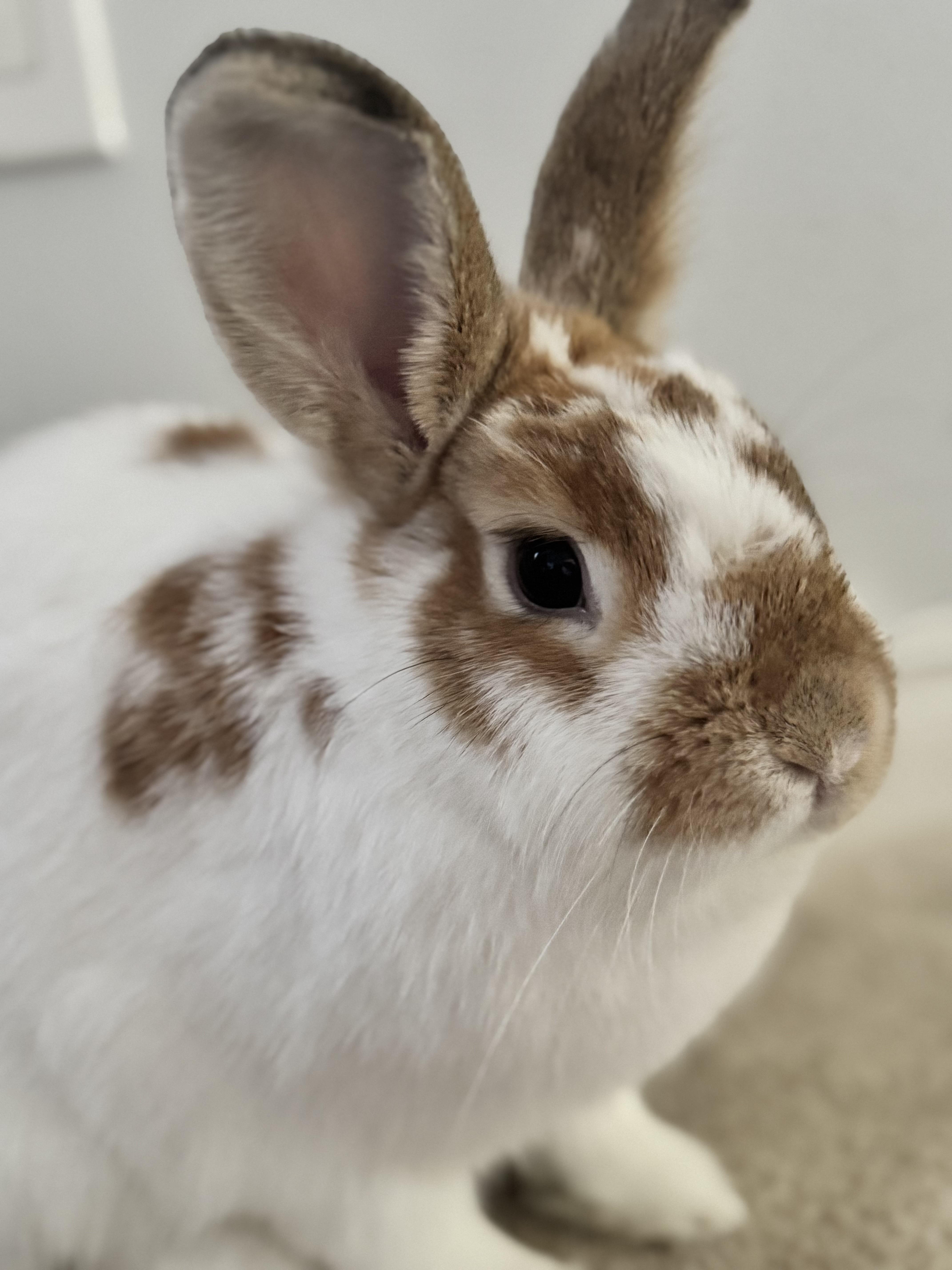 Nacho and Cheese (Bonded)