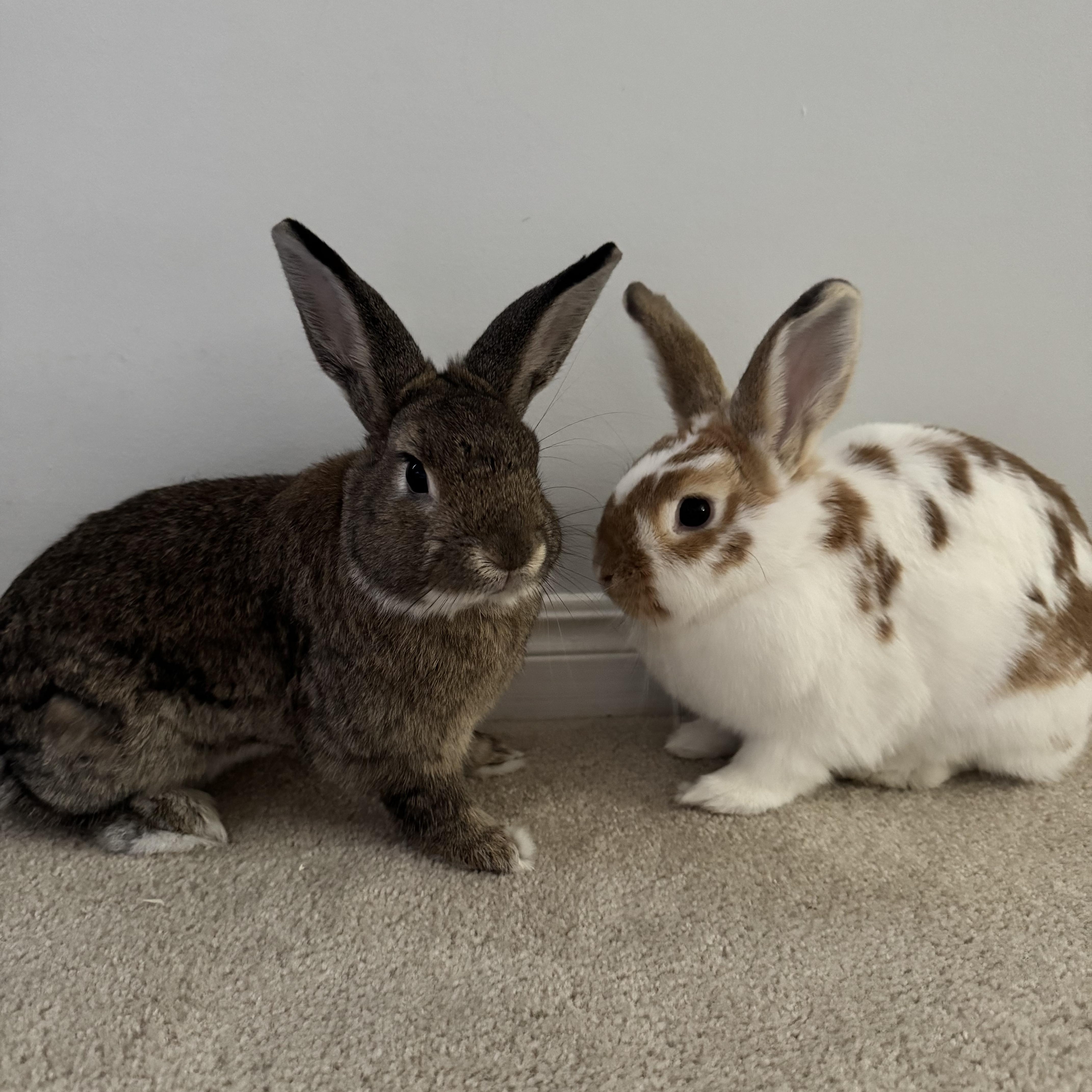 Nacho and Cheese (Bonded)