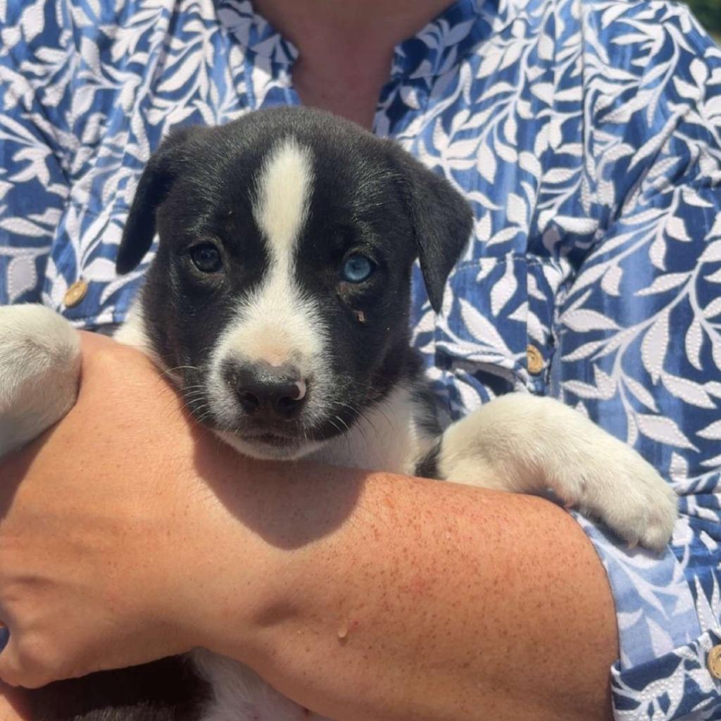 Enlarge Spotty, a Adoptable mixed breed in Center, TX image 1/1