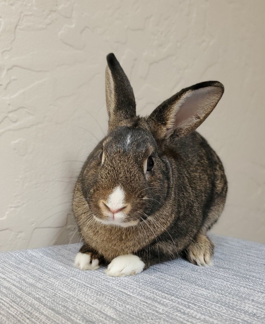 Parton, Adoptable, Young Male Dutch & Dwarf.