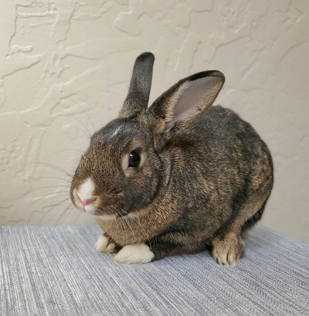 Parton, a Adoptable mixed breed in Los Angeles, CA image 2/6