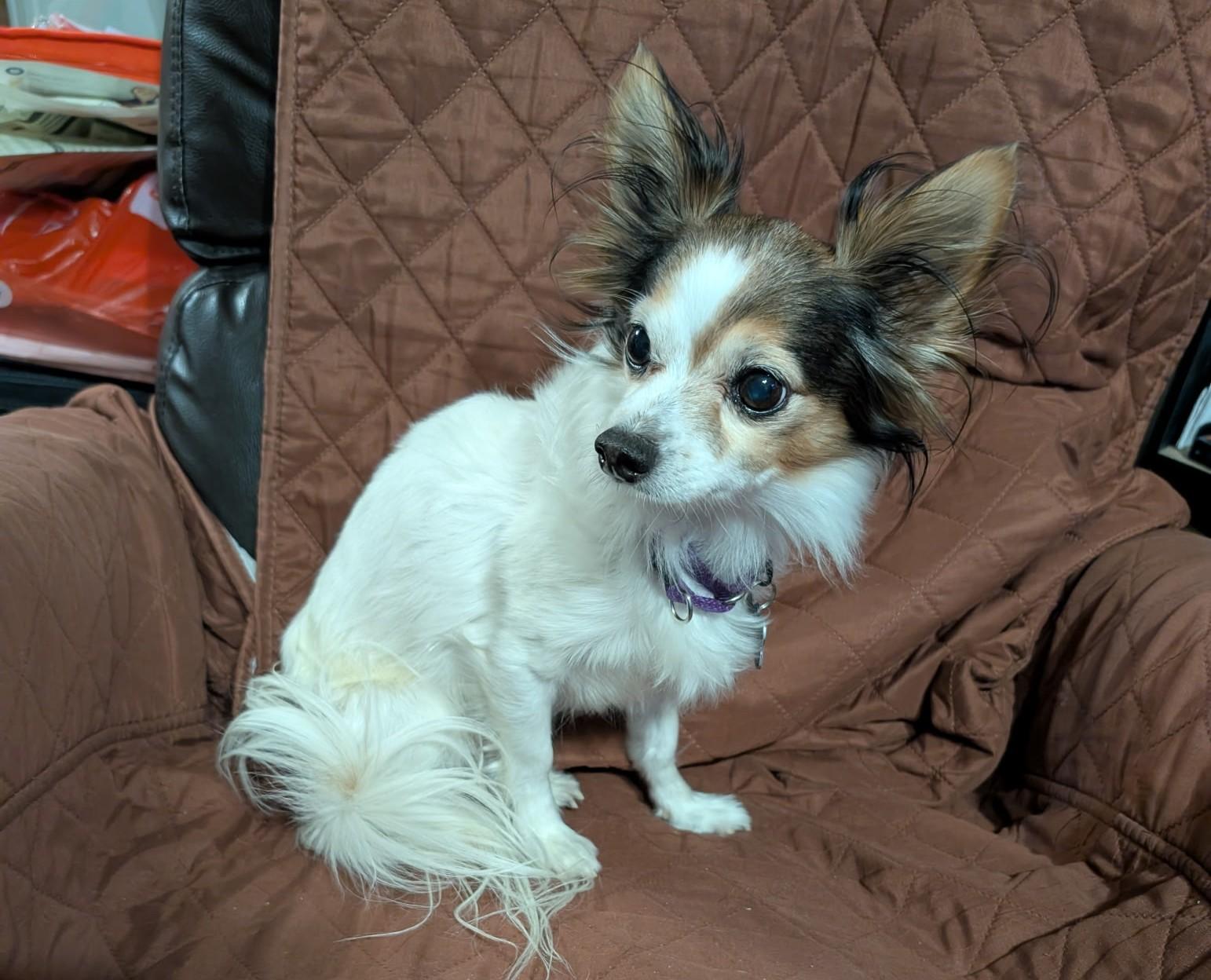 Enlarge Denver, a ADOPTABLE mixed breed in Owen Sound, ON image 2/3