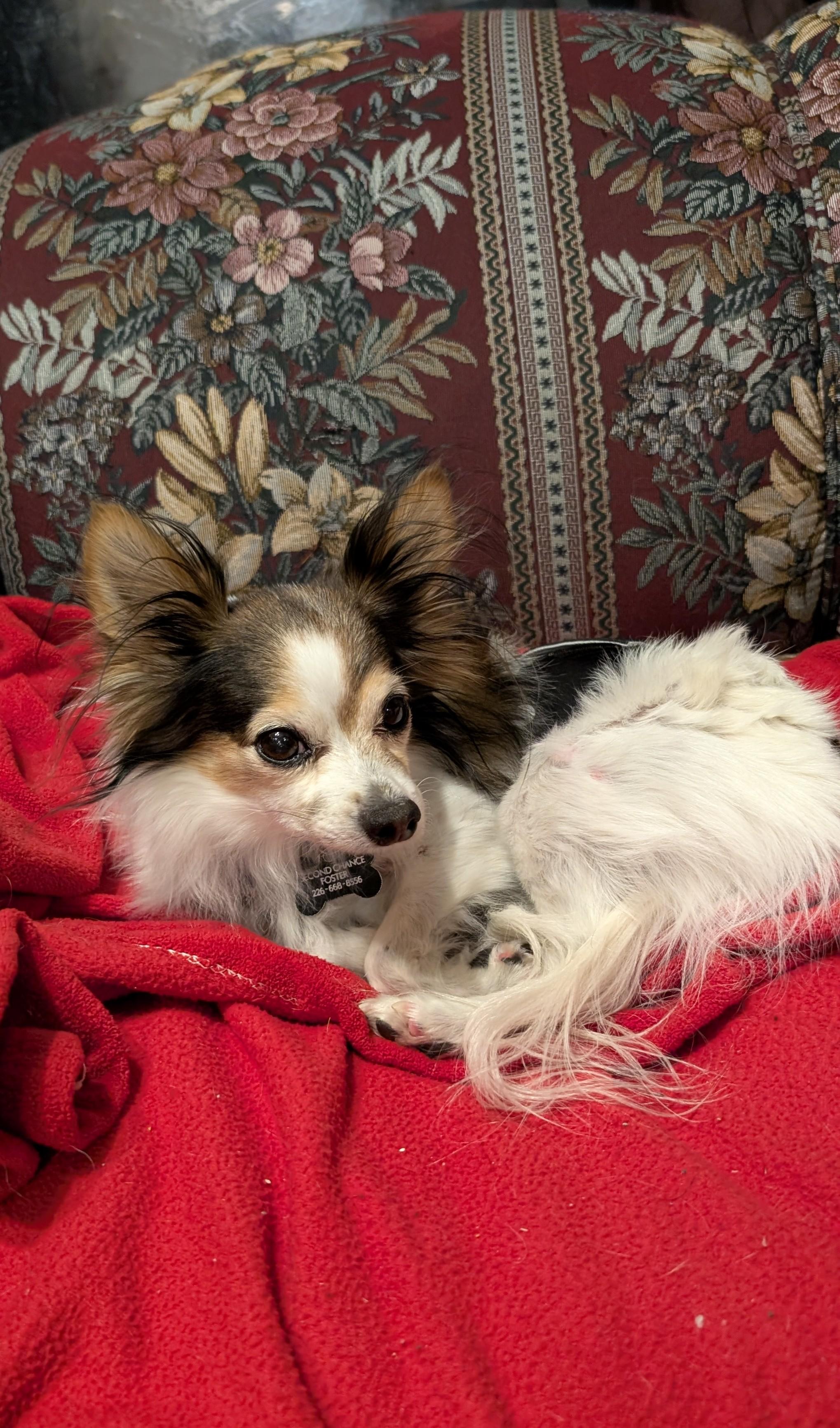 Enlarge Denver, a ADOPTABLE mixed breed in Owen Sound, ON image 3/3