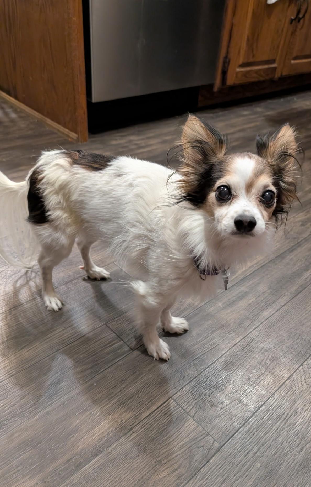 Denver, ADOPTABLE, Senior Male Papillon & Chihuahua.