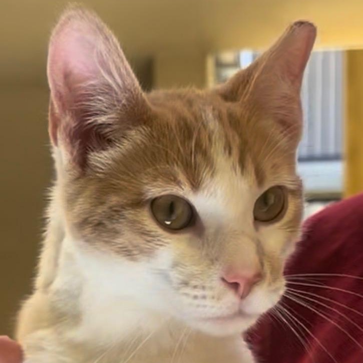 Sunny, an adopted Domestic Short Hair in Santa Ana, CA image 2/4