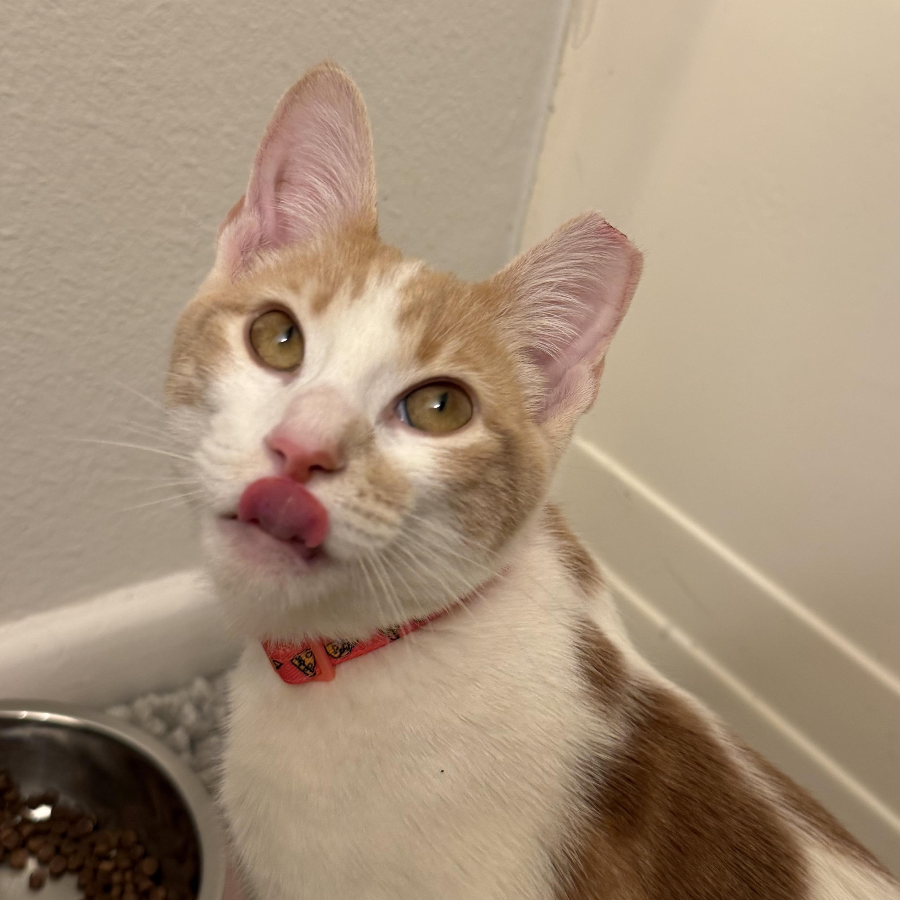 Sunny, adopted, Young Male Domestic Short Hair.