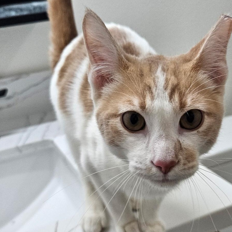 Sunny, an adopted Domestic Short Hair in Santa Ana, CA image 3/4