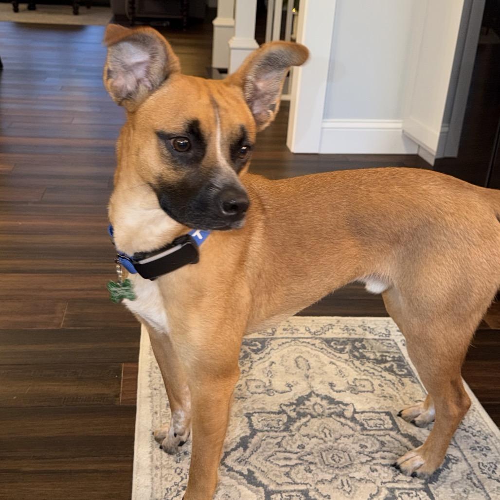 Cooper, Adoptable, Young Male Terrier.