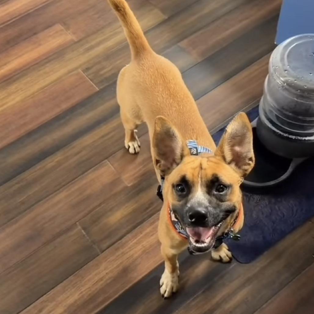 Enlarge Cooper, a Adoptable Terrier in Crystal, MN image 2/5