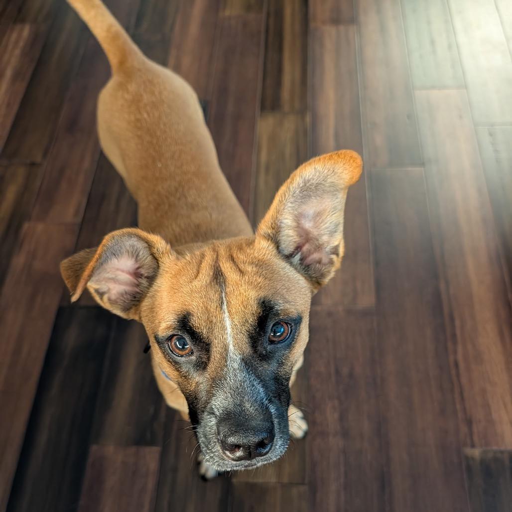 Enlarge Cooper, a Adoptable Terrier in Crystal, MN image 3/5