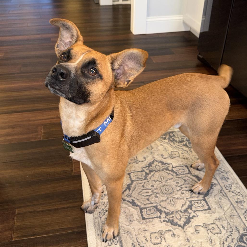 Enlarge Cooper, a Adoptable Terrier in Crystal, MN image 4/5