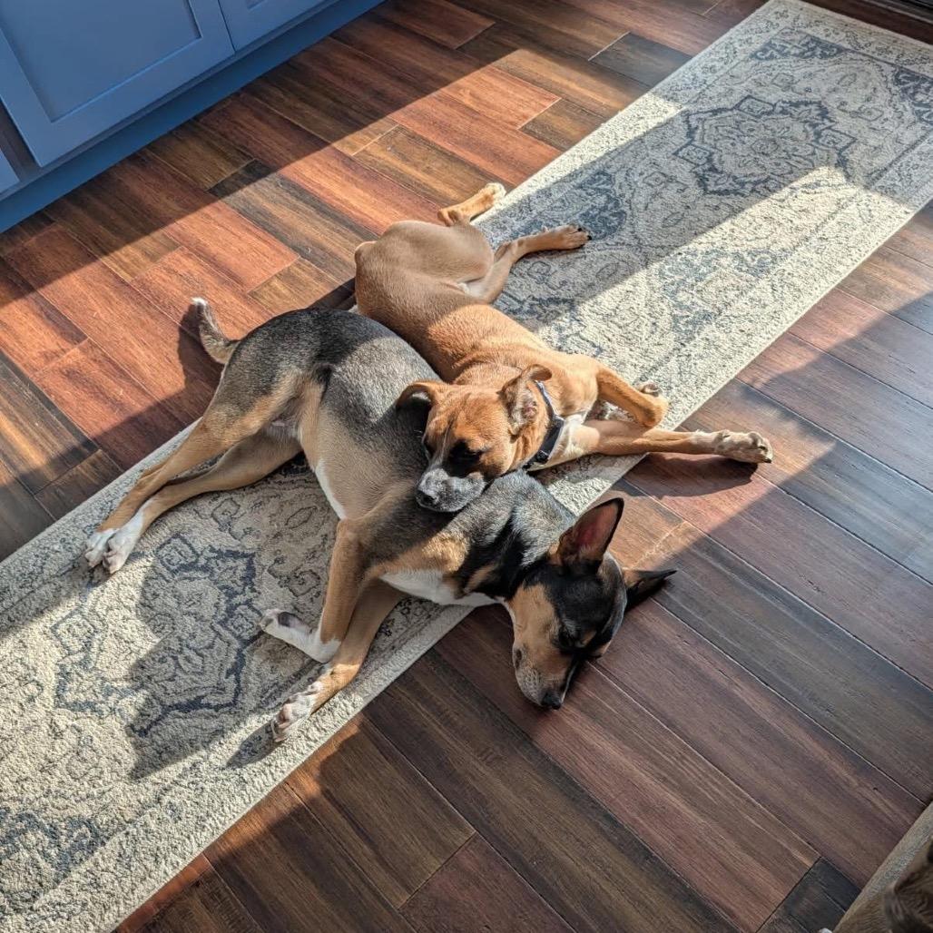 Enlarge Cooper, a Adoptable Terrier in Crystal, MN image 5/5