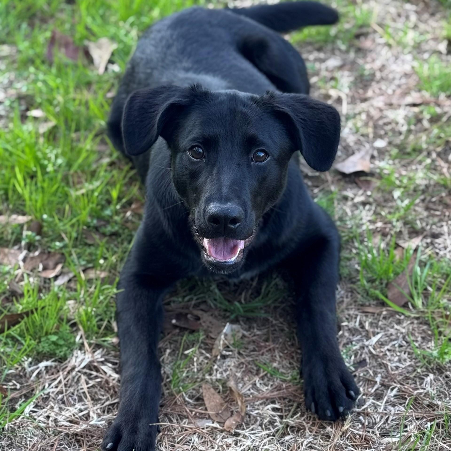 Diane, ADOPTABLE, Young Female Labrador Retriever.