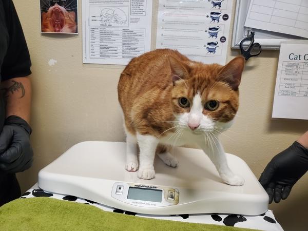 Enlarge Sylvester, a Adoptable mixed breed in Oceanside, CA image 1/1