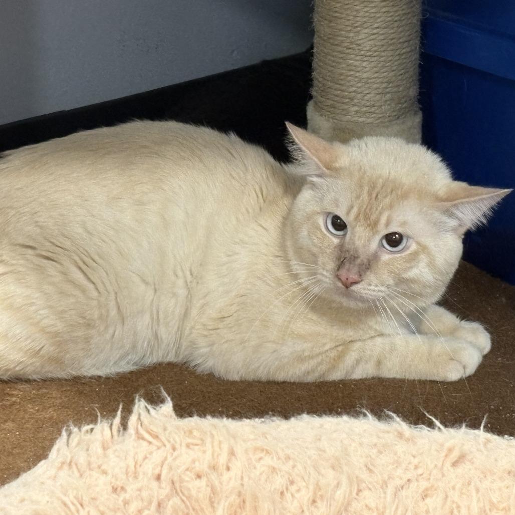 Donner, Adoptable, Adult Male Domestic Short Hair.