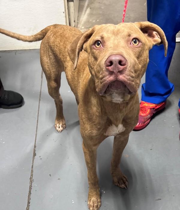 Enlarge 26-08-2418a Rizz, a Adoptable mixed breed in Dallas, GA image 1/1