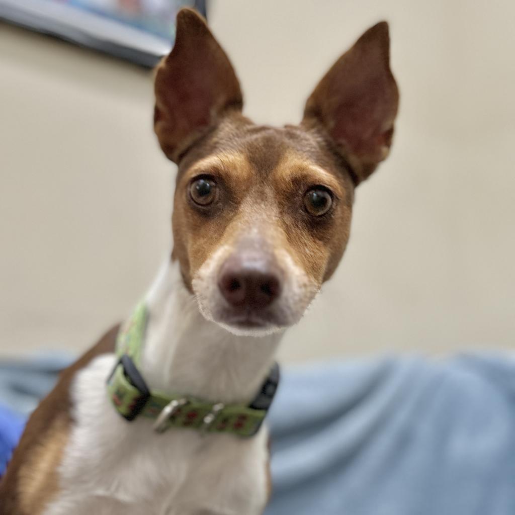 Enlarge Peanut, a Adoptable Miniature Pinscher in Monticello, IA image 1/6