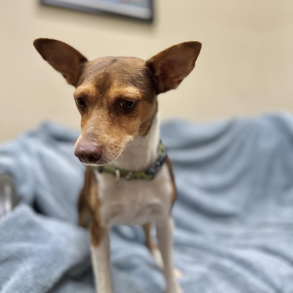 Enlarge Peanut, a Adoptable Miniature Pinscher in Monticello, IA image 2/6