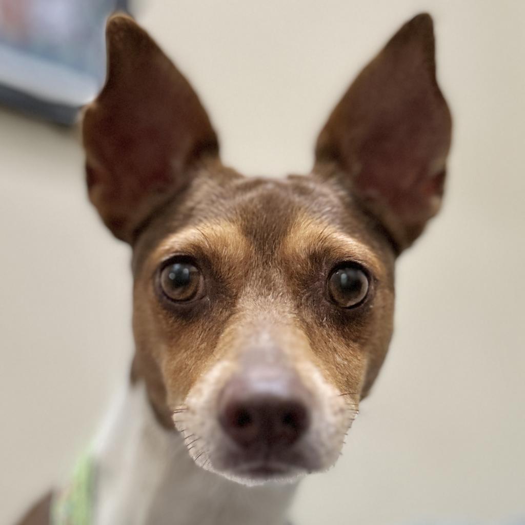 Enlarge Peanut, a Adoptable Miniature Pinscher in Monticello, IA image 3/6