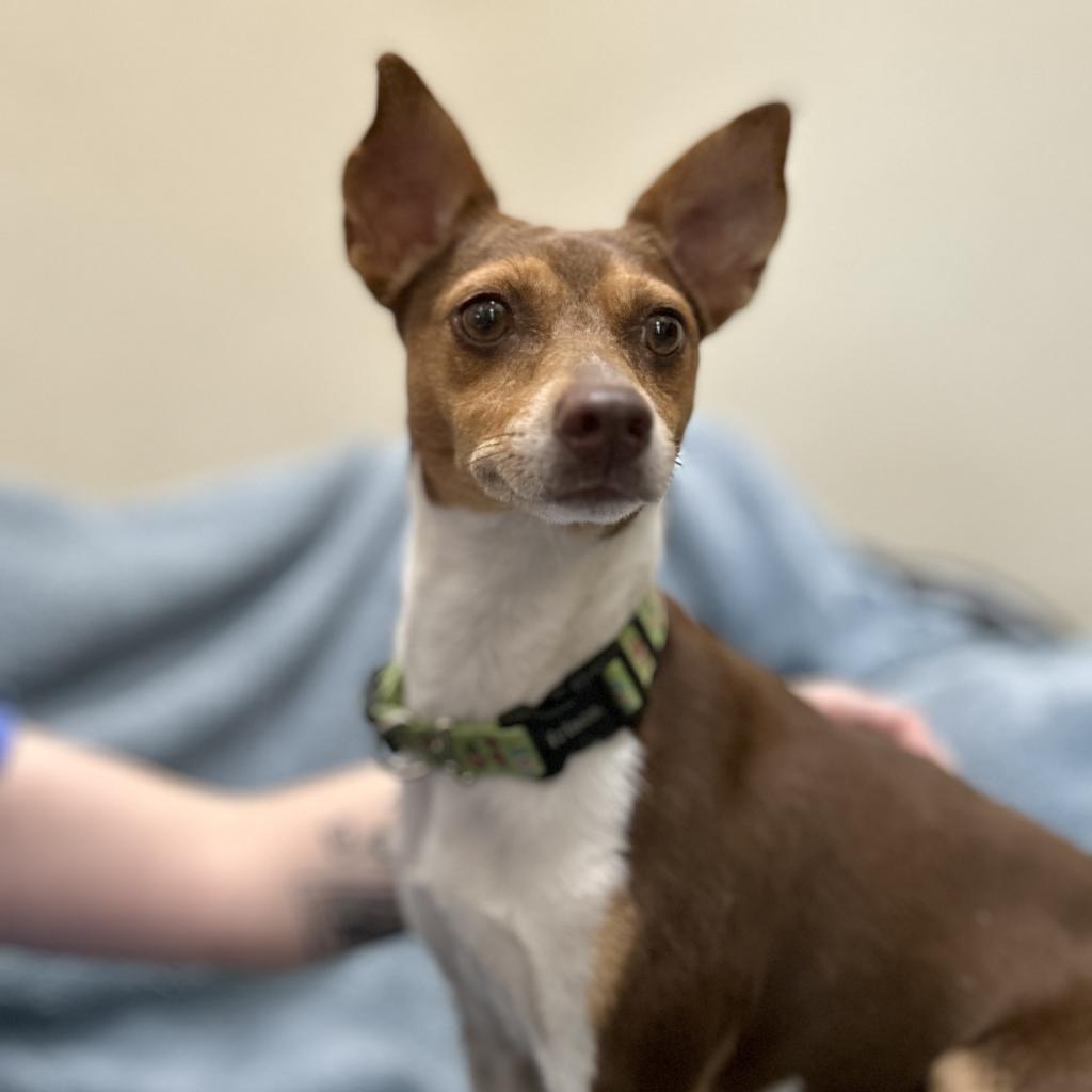 Enlarge Peanut, a Adoptable Miniature Pinscher in Monticello, IA image 4/6