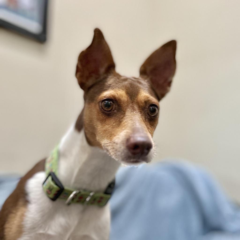 Enlarge Peanut, a Adoptable Miniature Pinscher in Monticello, IA image 5/6