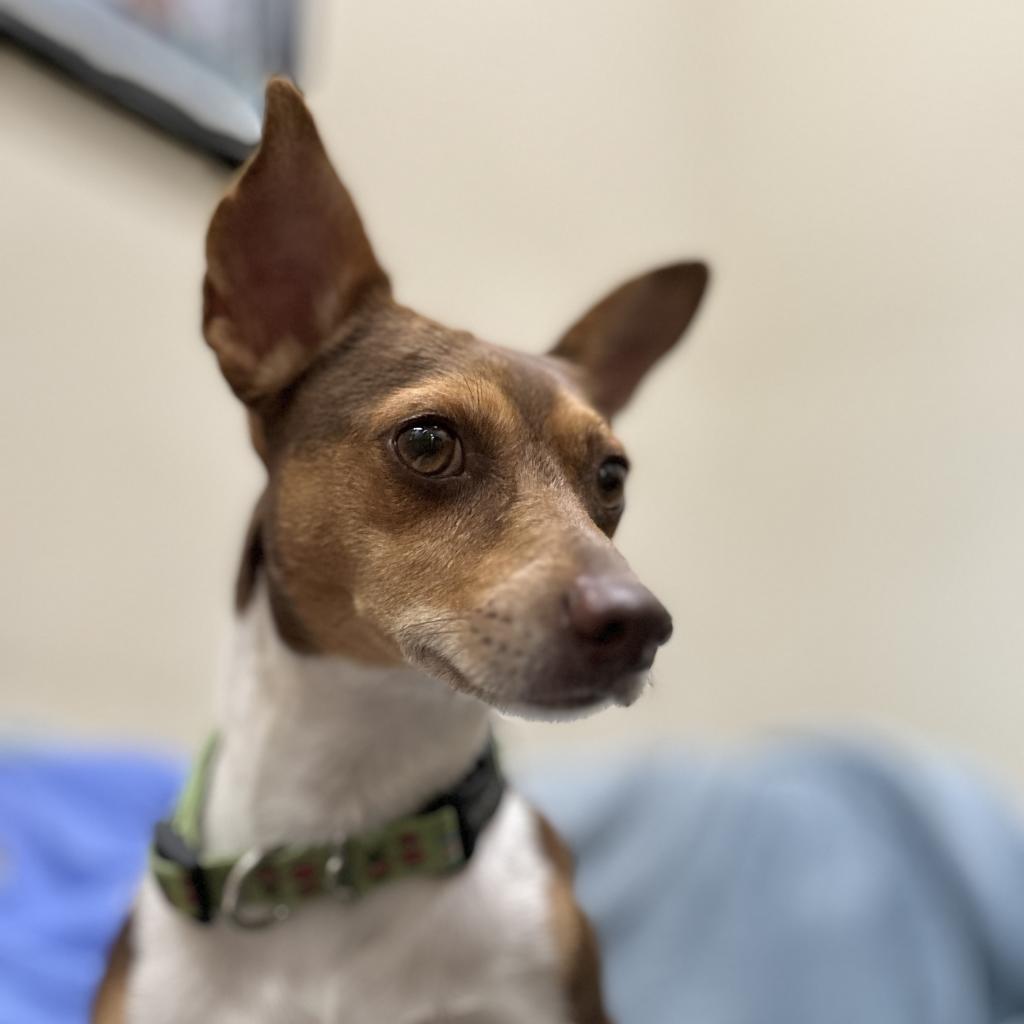 Enlarge Peanut, a Adoptable Miniature Pinscher in Monticello, IA image 6/6