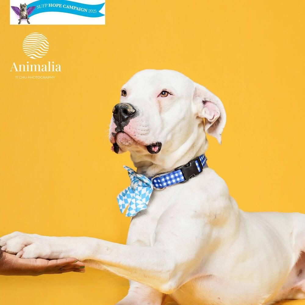 Dougie, Adopted, Young Male Dogo Argentino.