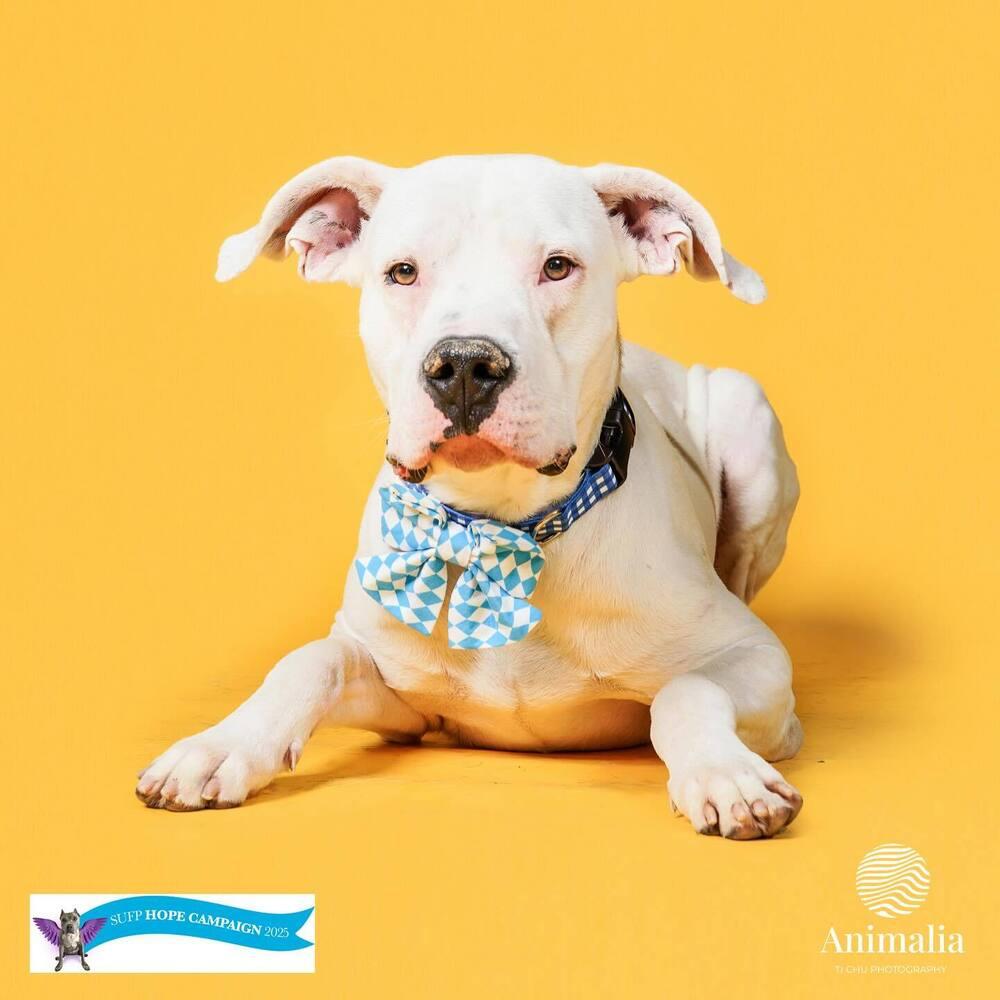 Enlarge Dougie, a Adopted Dogo Argentino in Gilbert, AZ image 2/3