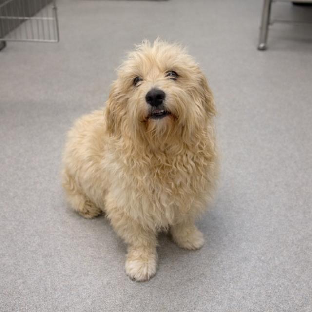 Enlarge Queso, a ADOPTABLE mixed breed in Orlando, FL image 2/2