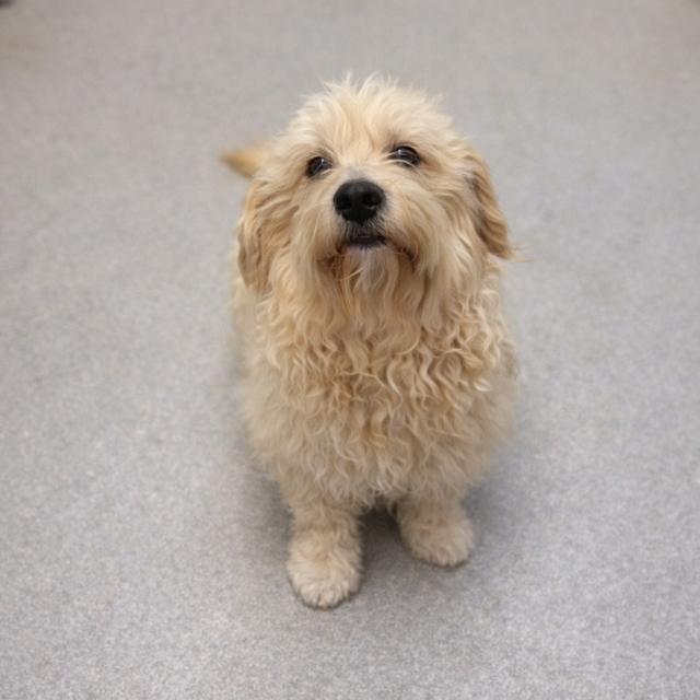 Enlarge Queso, a ADOPTABLE mixed breed in Orlando, FL image 1/2