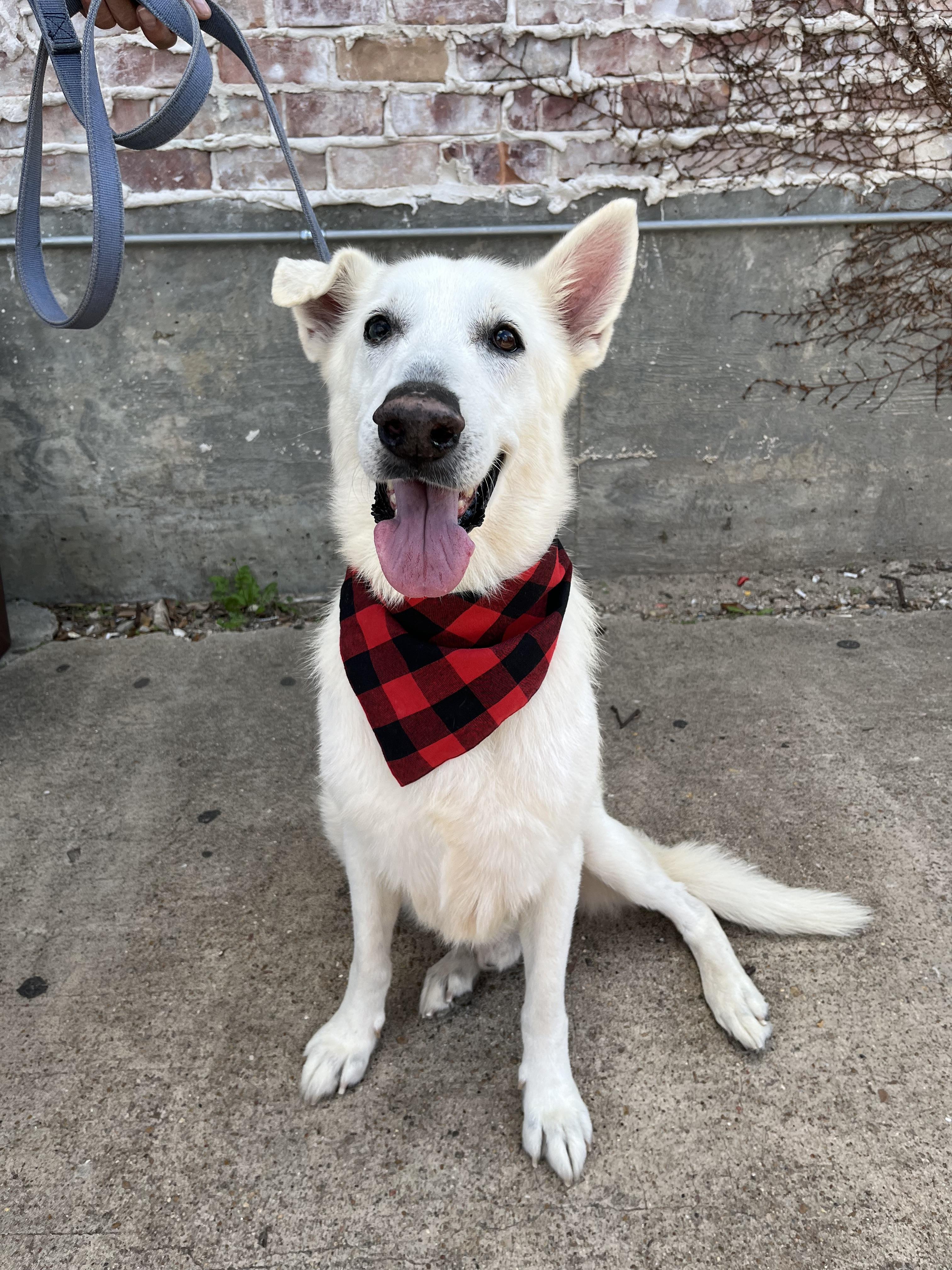 Enlarge Ghost2, a Adoptable mixed breed in Houston, TX image 1/6