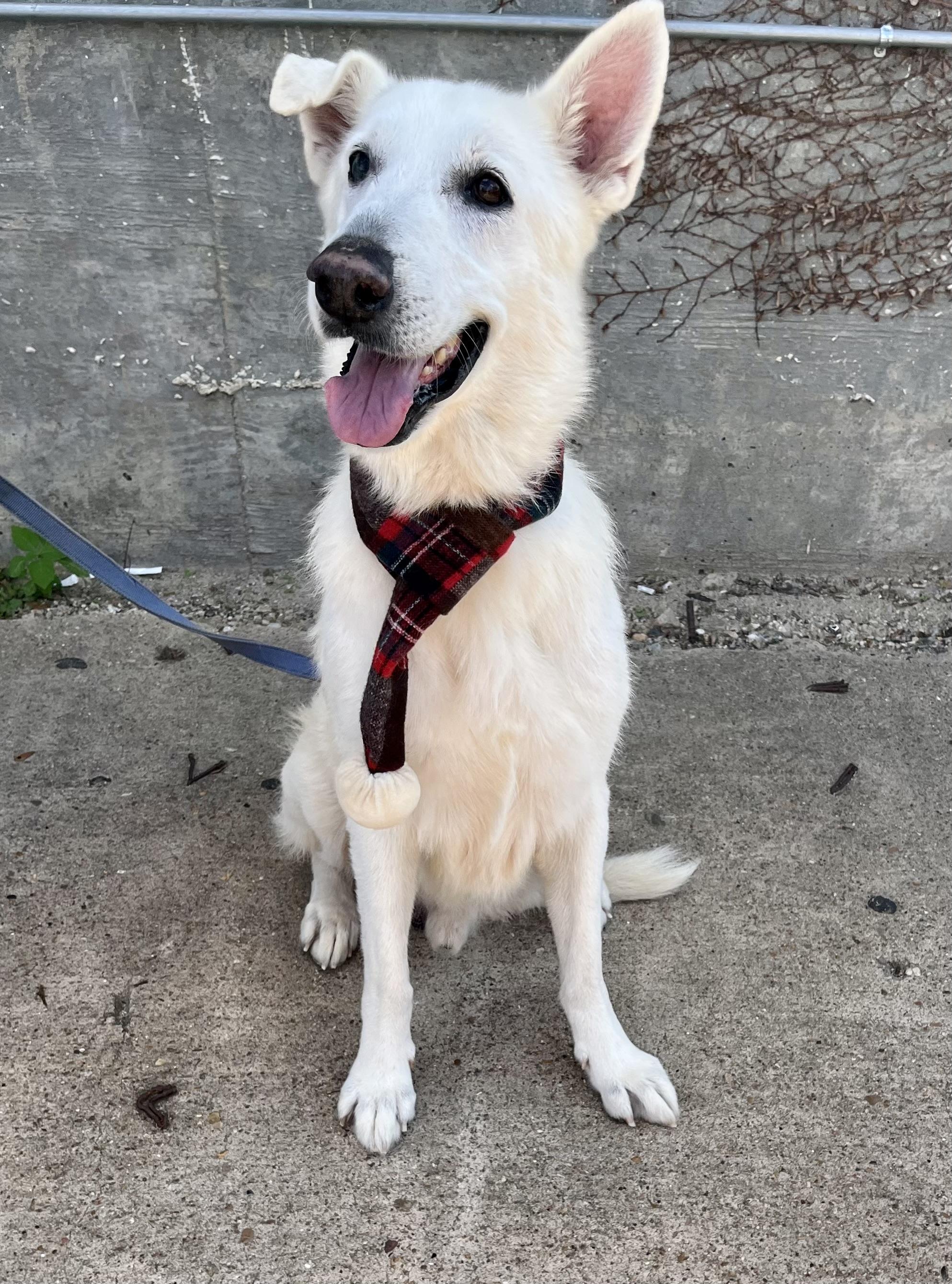 Enlarge Ghost2, a Adoptable mixed breed in Houston, TX image 2/6